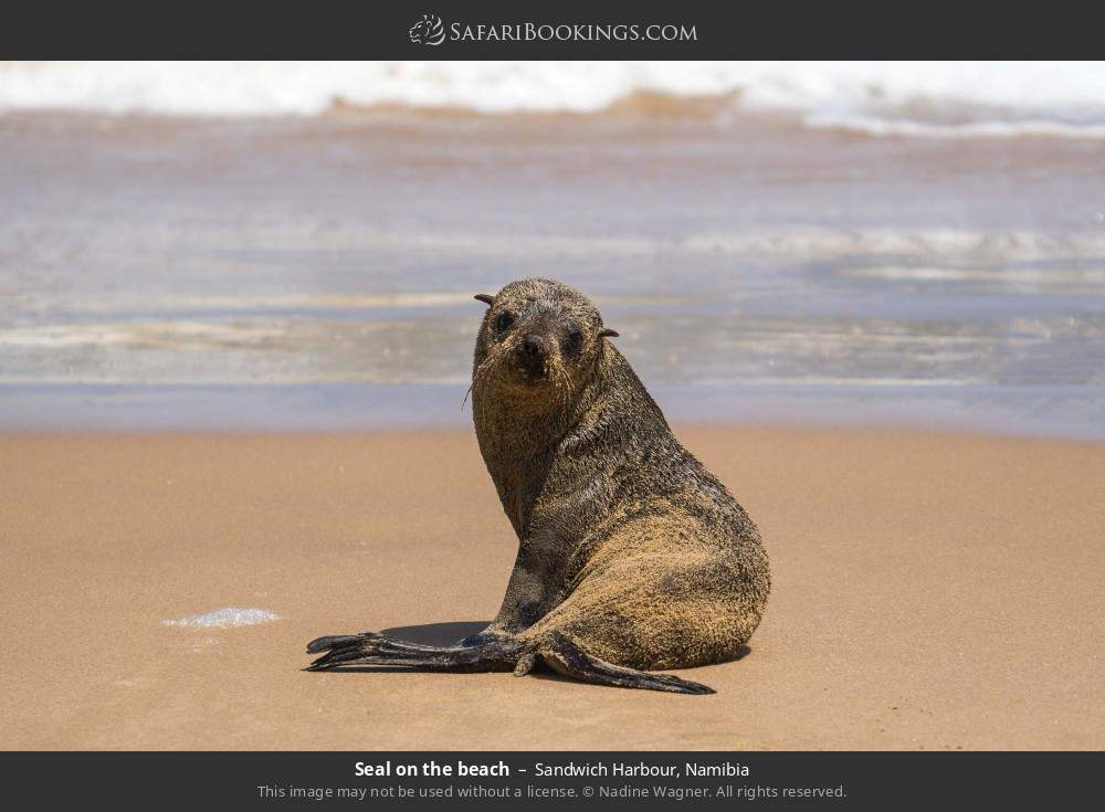 Seal on the beach, Sandwich Harbour in Sandwich Harbour, Namibia
