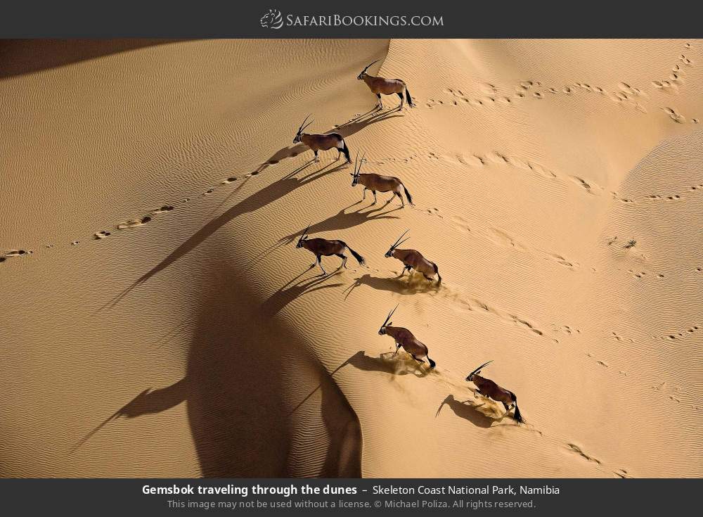 Gemsbok traveling through the dunes in Skeleton Coast NP in Skeleton Coast National Park, Namibia