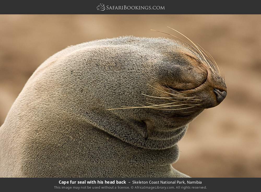 Cape fur seal with his head back in Skeleton Coast National Park, Namibia