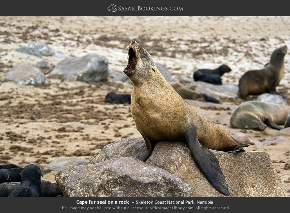 Cape fur seal on a rock in Skeleton Coast National Park, Namibia
