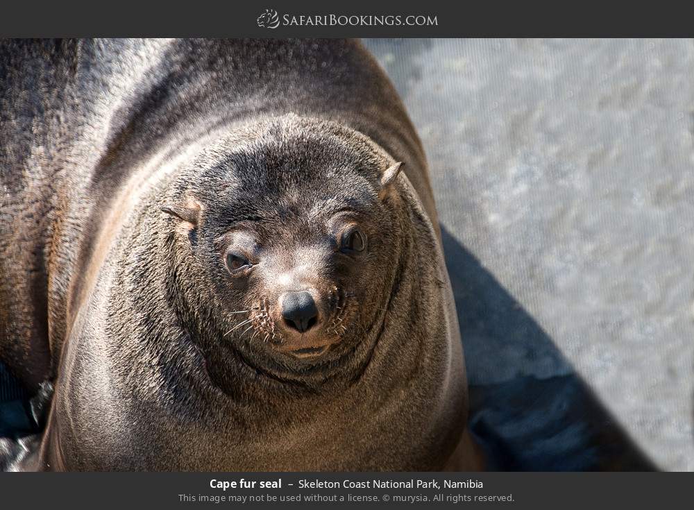 Cape fur seal in Skeleton Coast National Park, Namibia