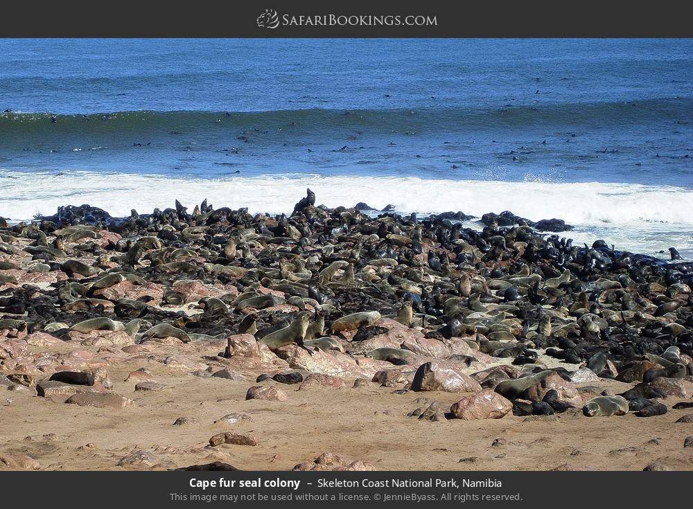 Cape fur seal colony in Skeleton Coast National Park, Namibia