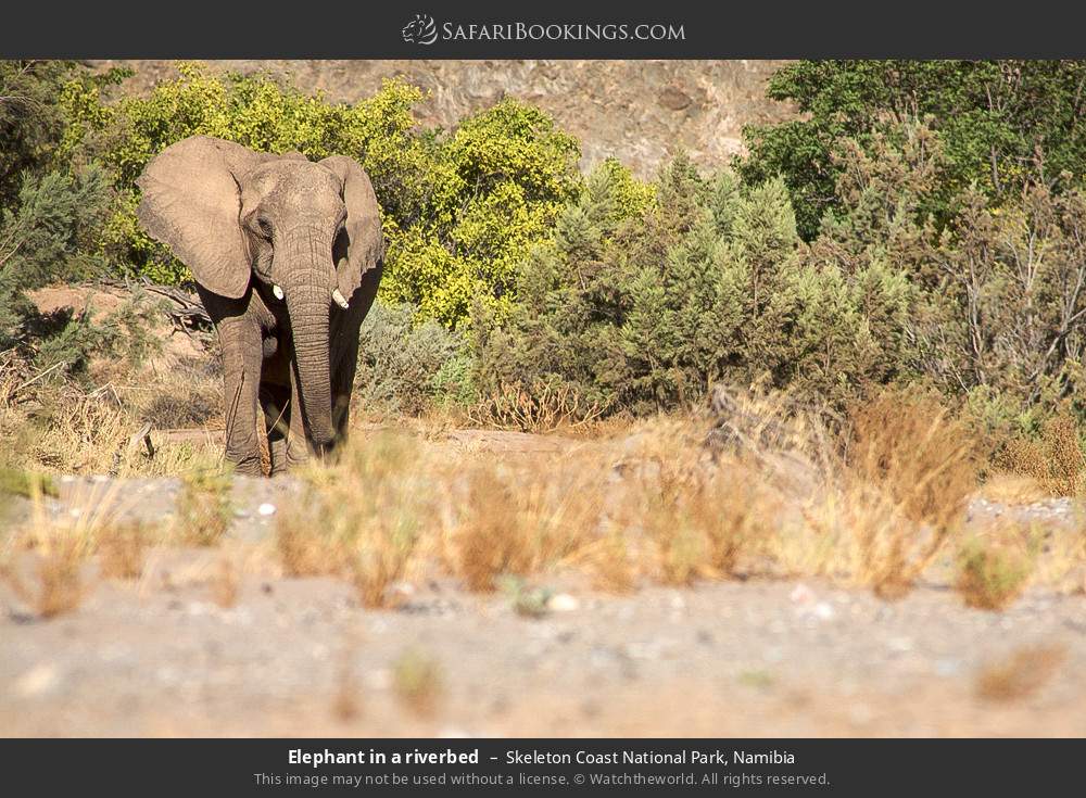 Elephant in a riverbed in Skeleton Coast National Park, Namibia