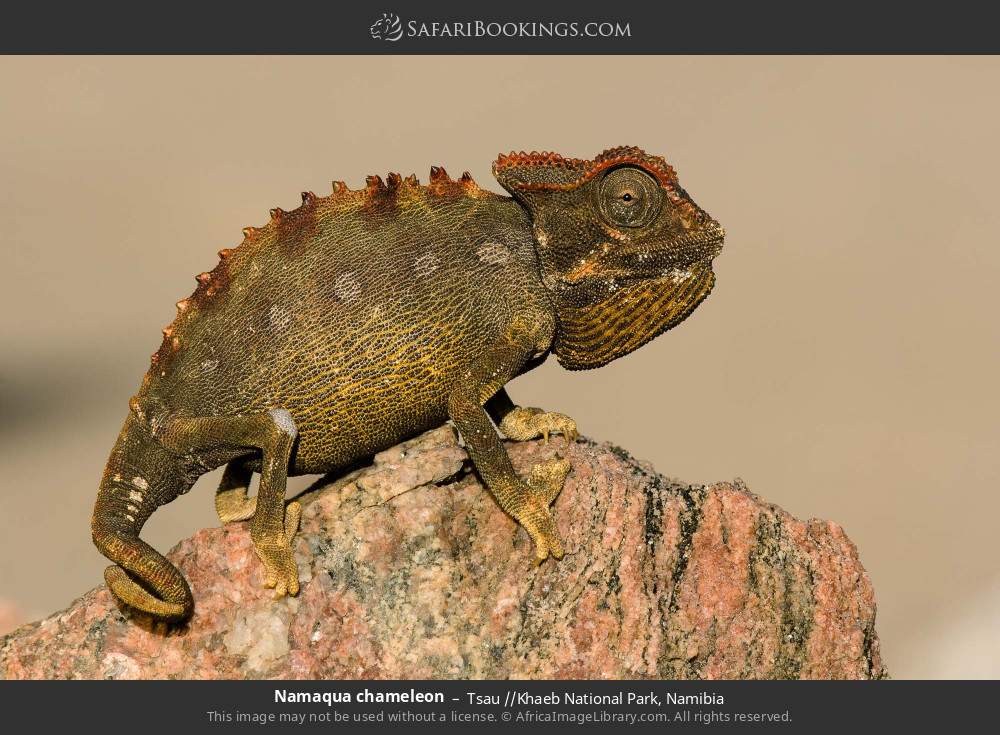 Namaqua chameleon in Tsau //Khaeb National Park, Namibia