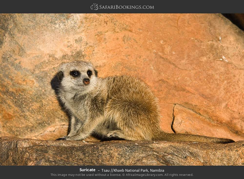 Meerkat in Tsau //Khaeb National Park, Namibia
