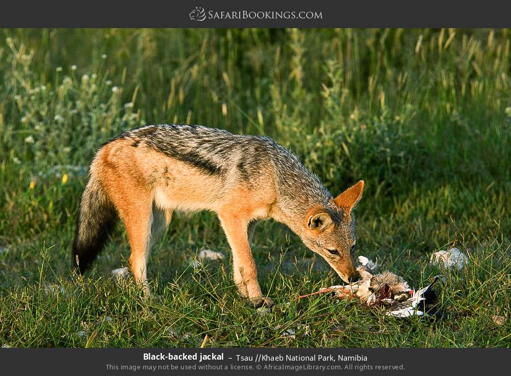 Black-backed jackal in Tsau //Khaeb National Park, Namibia