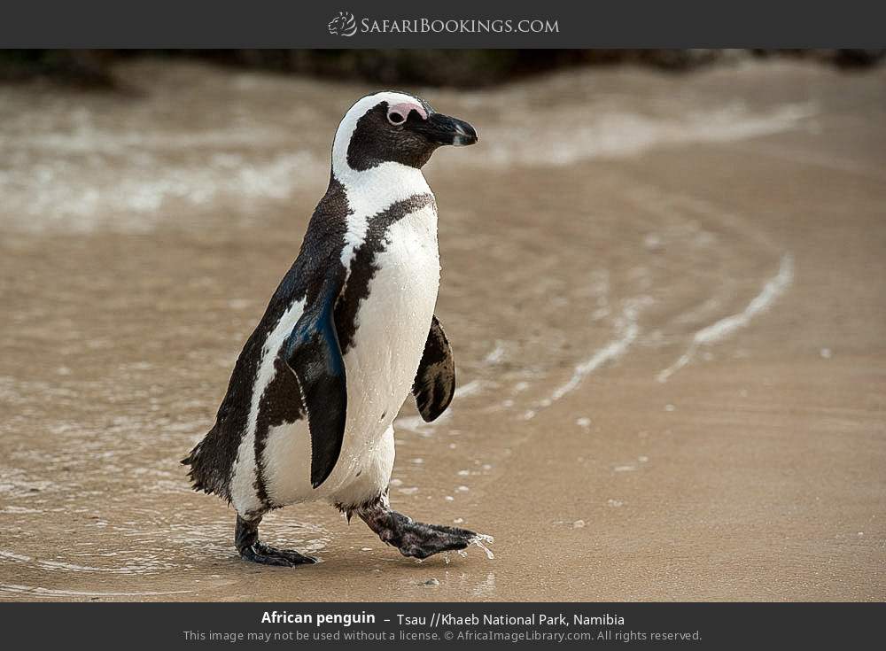 African penguin in Tsau //Khaeb National Park, Namibia