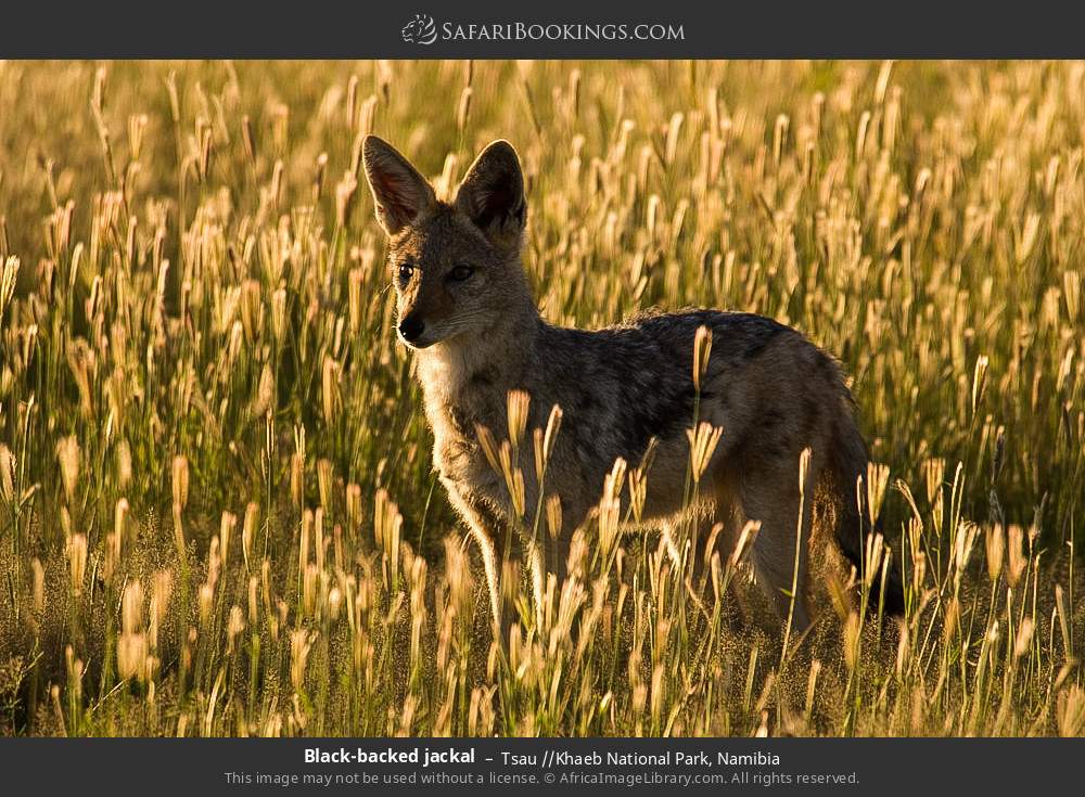 Black-backed jackal in Tsau //Khaeb National Park, Namibia