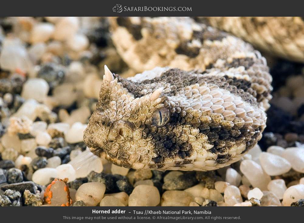 Horned adder in Tsau //Khaeb National Park, Namibia