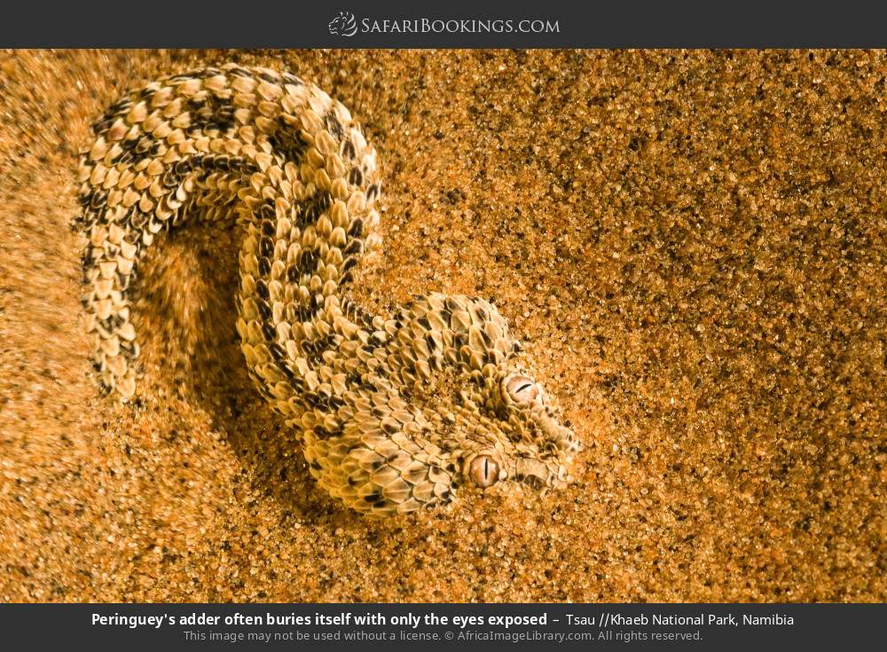 Peringuey's adder often buries itself with only the eyes exposed in Tsau //Khaeb National Park, Namibia