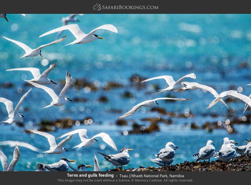 Terns and gulls feeding in Tsau //Khaeb National Park, Namibia