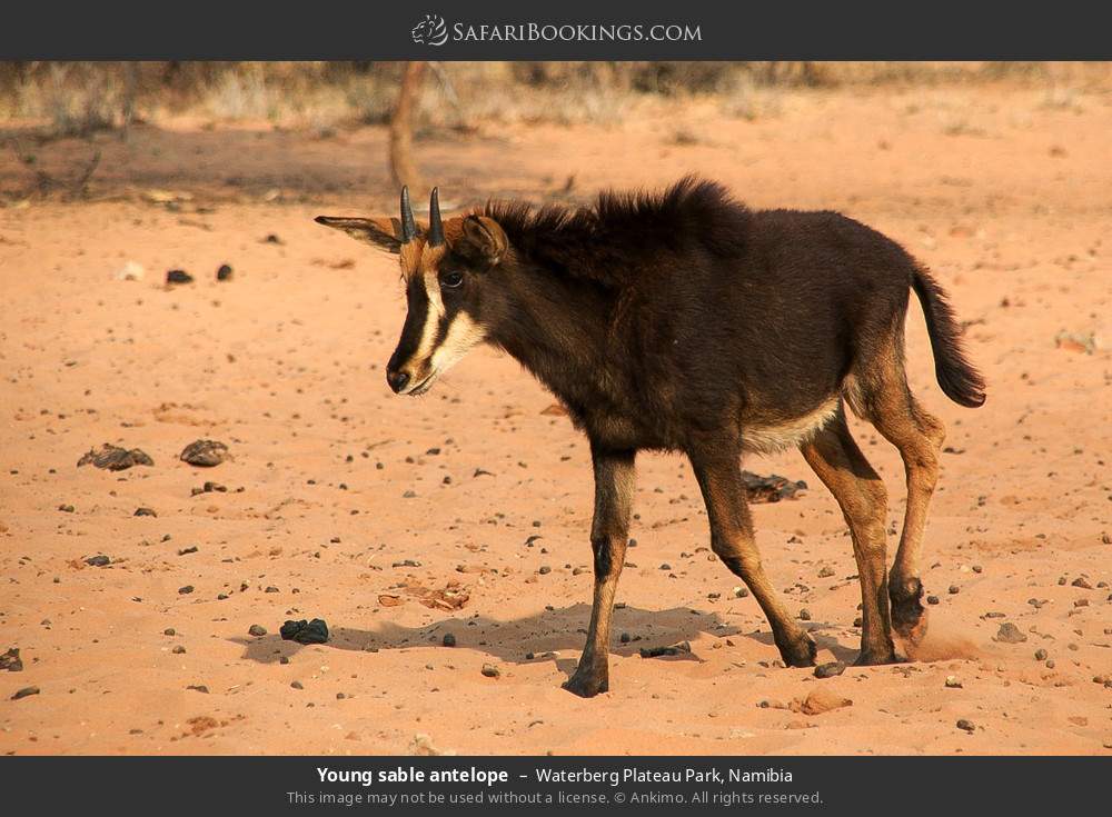 Young sable antelope in Waterberg Plateau Park, Namibia