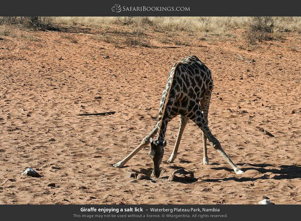 Giraffe enjoying a salt lick in Waterberg Plateau Park, Namibia