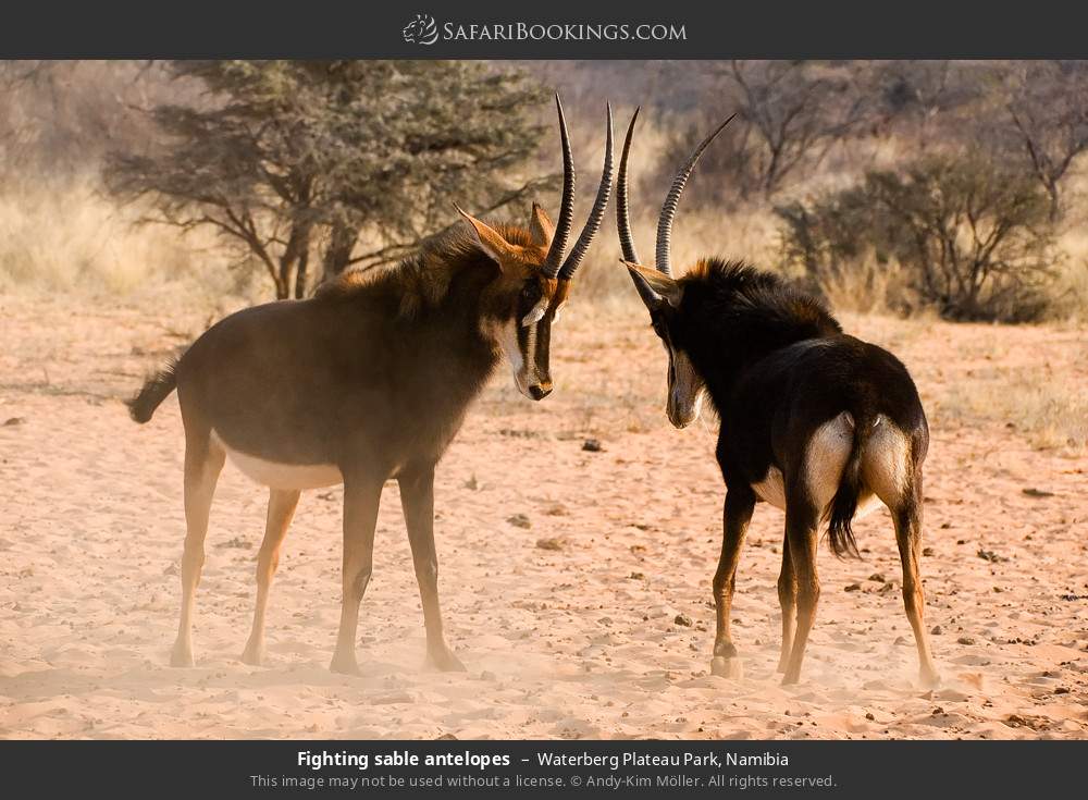 Fighting sable antelopes in Waterberg Plateau Park, Namibia