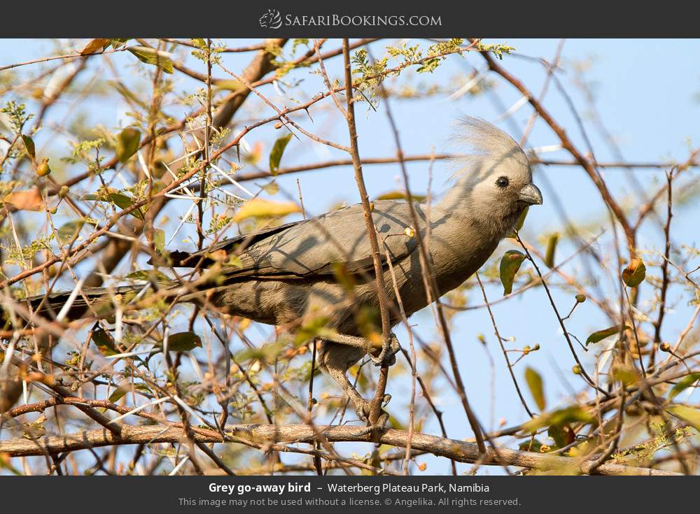 Grey go-away-bird in Waterberg Plateau Park, Namibia