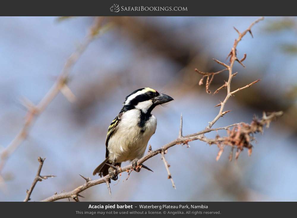 Acacia pied barbet in Waterberg Plateau Park, Namibia