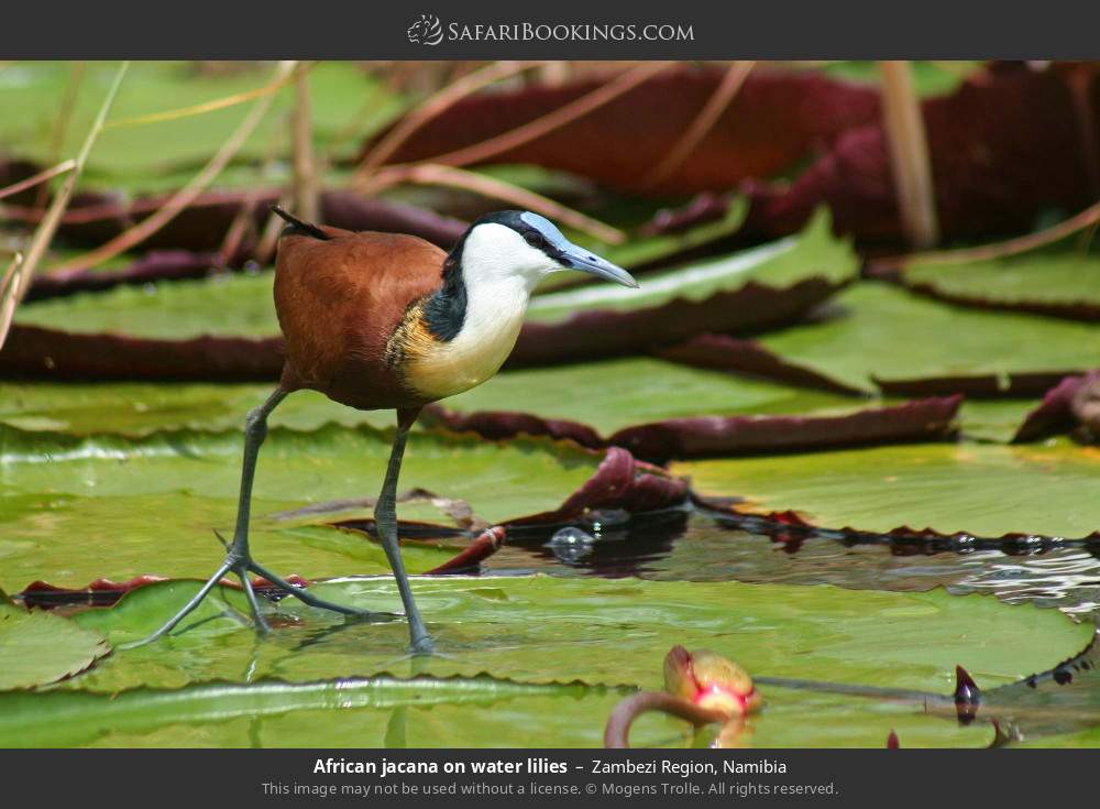 African jacana on water lilies in Zambezi Region, Namibia