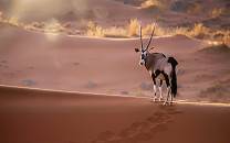 Namib-Naukluft National Park
