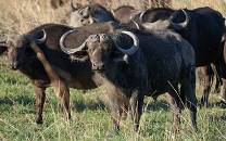 Nkasa Rupara National Park
