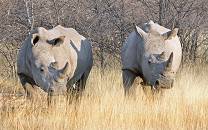 Ongava Private Game Reserve