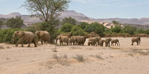 11-Day The Great Namibian Experience Safari