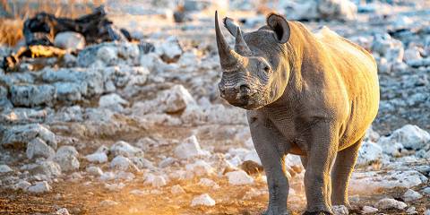 The Ultimate Etosha Safari Experience