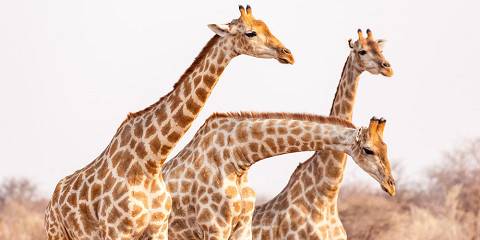 Etosha National Park Shared Safari Lodging