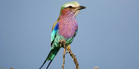 11-Day Feathered Tails (Photography Safari)