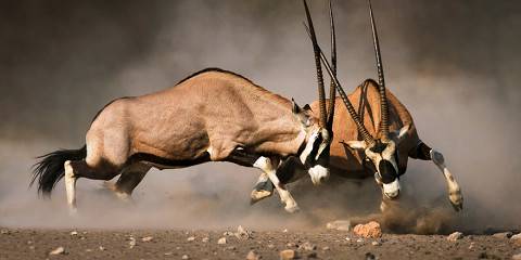 7-Day Etosha National Park-Wildlife Immersion Safari