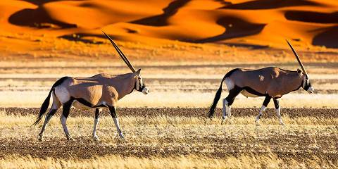 8-Day Renowned Namibian Highlights Group Fly-in Safari