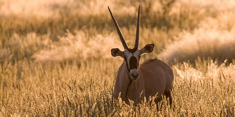12-Day Exclusive Namibian Tour - Mid Range