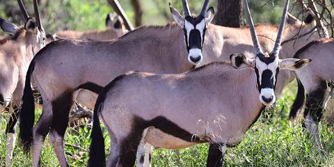 Etosha Wildlife Encounters