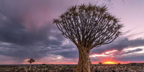 Wildlife Safari from Windhoek