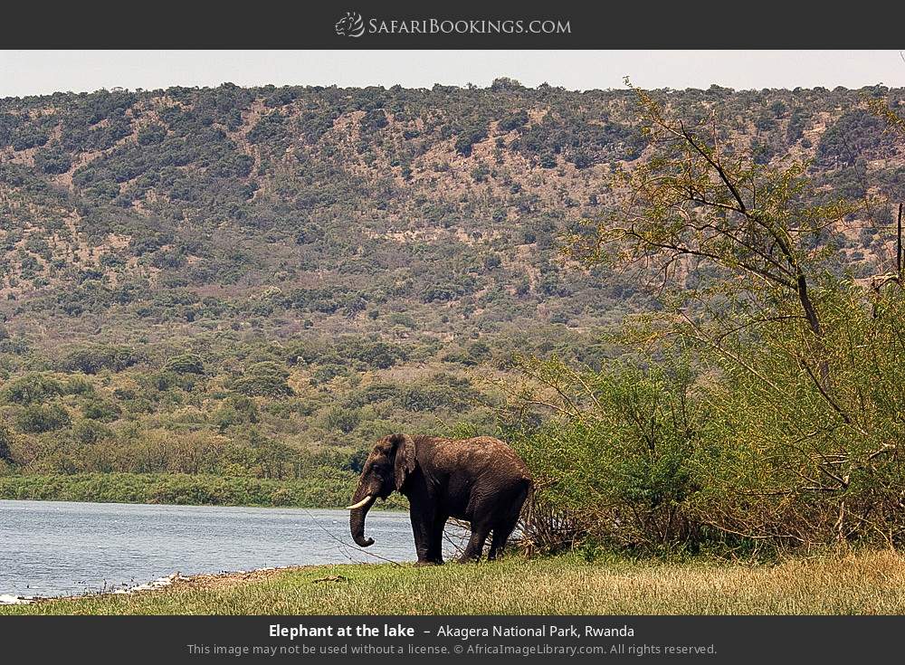 Elephant at the lake in Akagera National Park, Rwanda