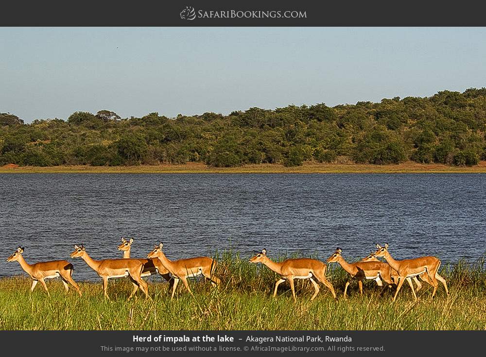 Herd of impalas at the lake in Akagera National Park, Rwanda