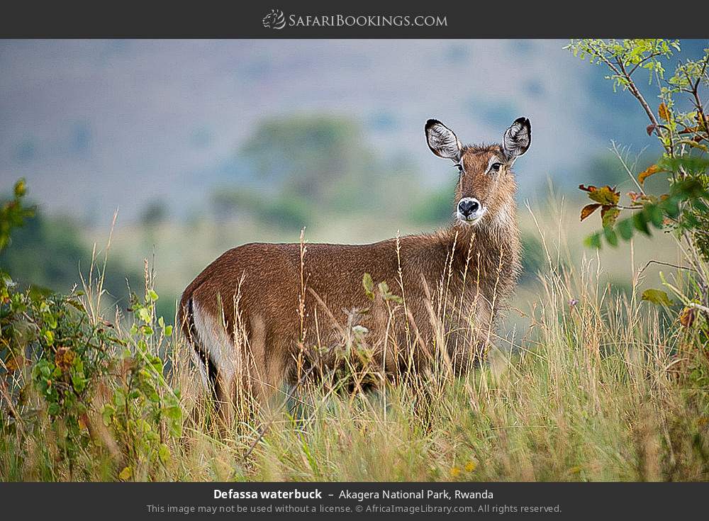 Defassa waterbuck in Akagera National Park, Rwanda