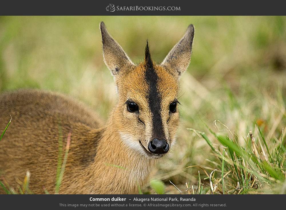 Common duiker in Akagera National Park, Rwanda