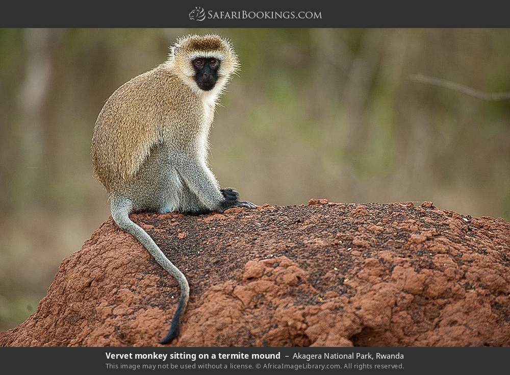 Vervet monkey sitting on a termite mound in Akagera National Park, Rwanda
