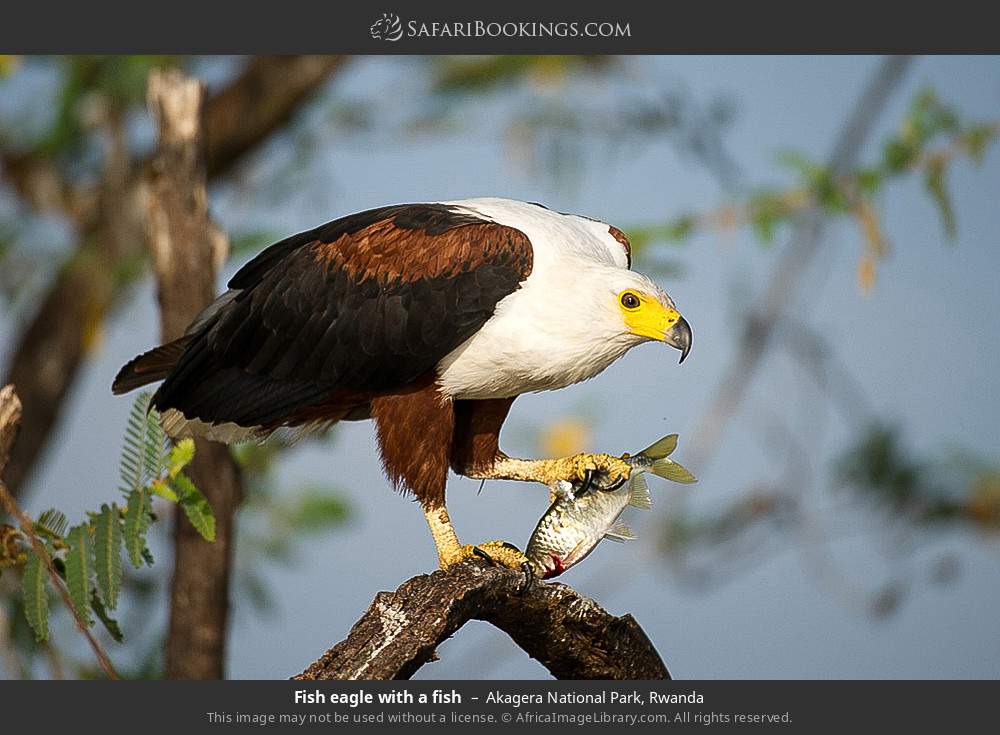 Fish eagle with a fish in Akagera National Park, Rwanda