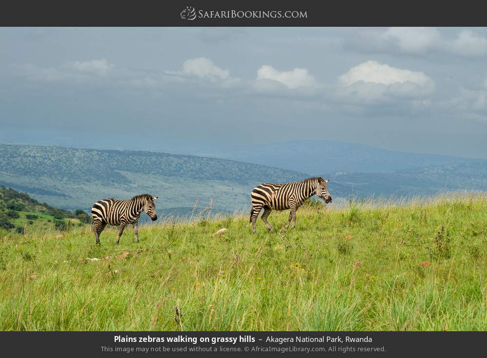 Plains zebras walking on a grassy hill in Akagera National Park, Rwanda