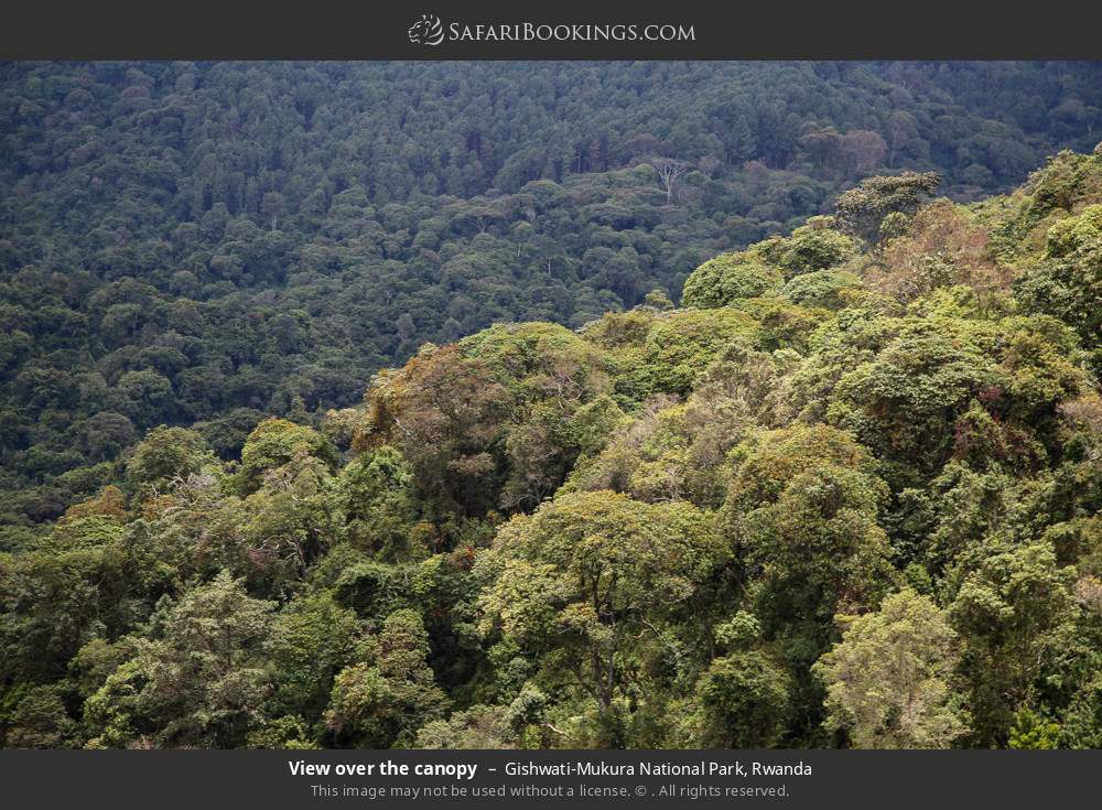 View over the canopy in Gishwati-Mukura National Park, Rwanda