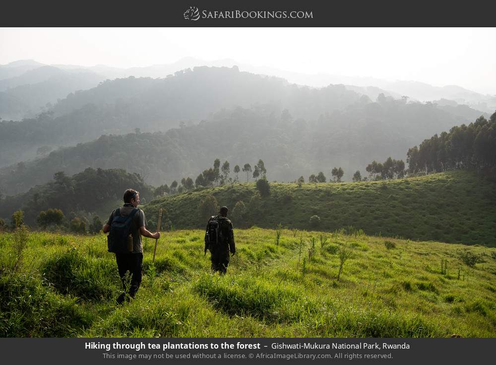 Hiking through tea plantations in Gishwati-Mukura NP in Gishwati-Mukura National Park, Rwanda