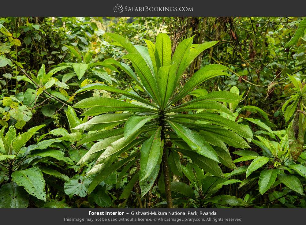 Forest interior in Gishwati-Mukura National Park, Rwanda