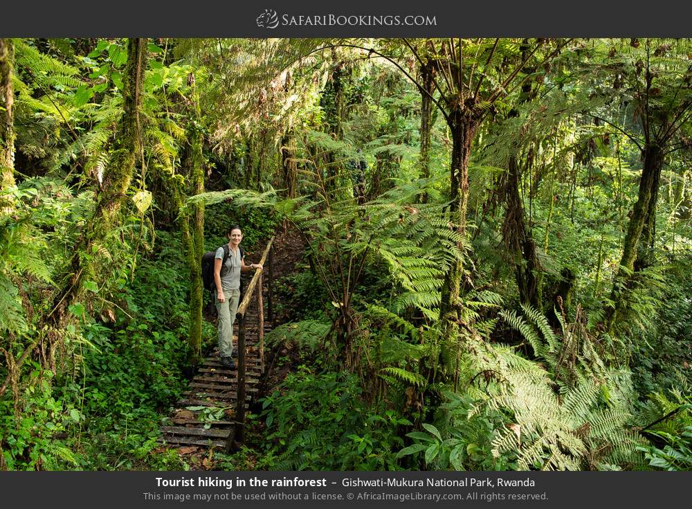 Visitor hiking in the rainforest in Gishwati-Mukura National Park, Rwanda