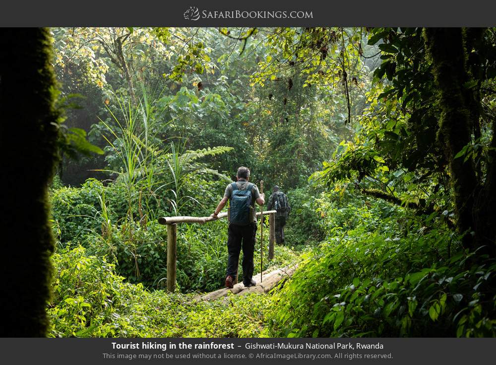 Visitor hiking in the rainforest in Gishwati-Mukura National Park, Rwanda