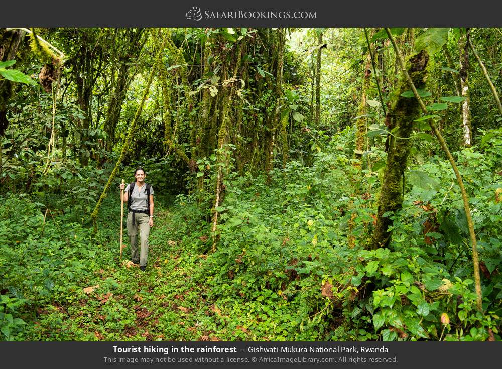 Visitor hiking in the rainforest in Gishwati-Mukura NP in Gishwati-Mukura National Park, Rwanda