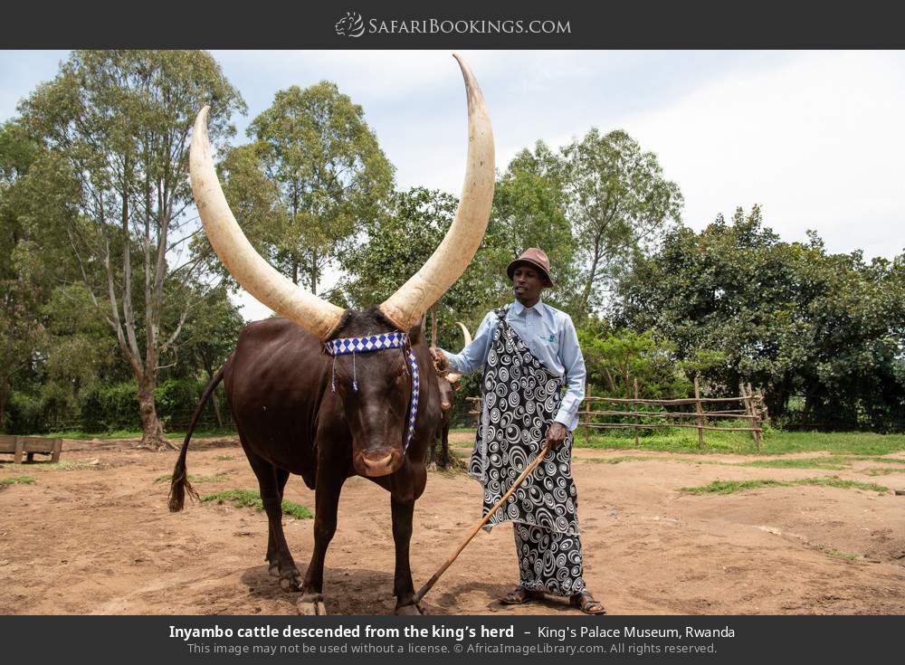 Inyambo cattle descended from the king’s herd at King's Palace Museum  in King's Palace Museum, Rwanda