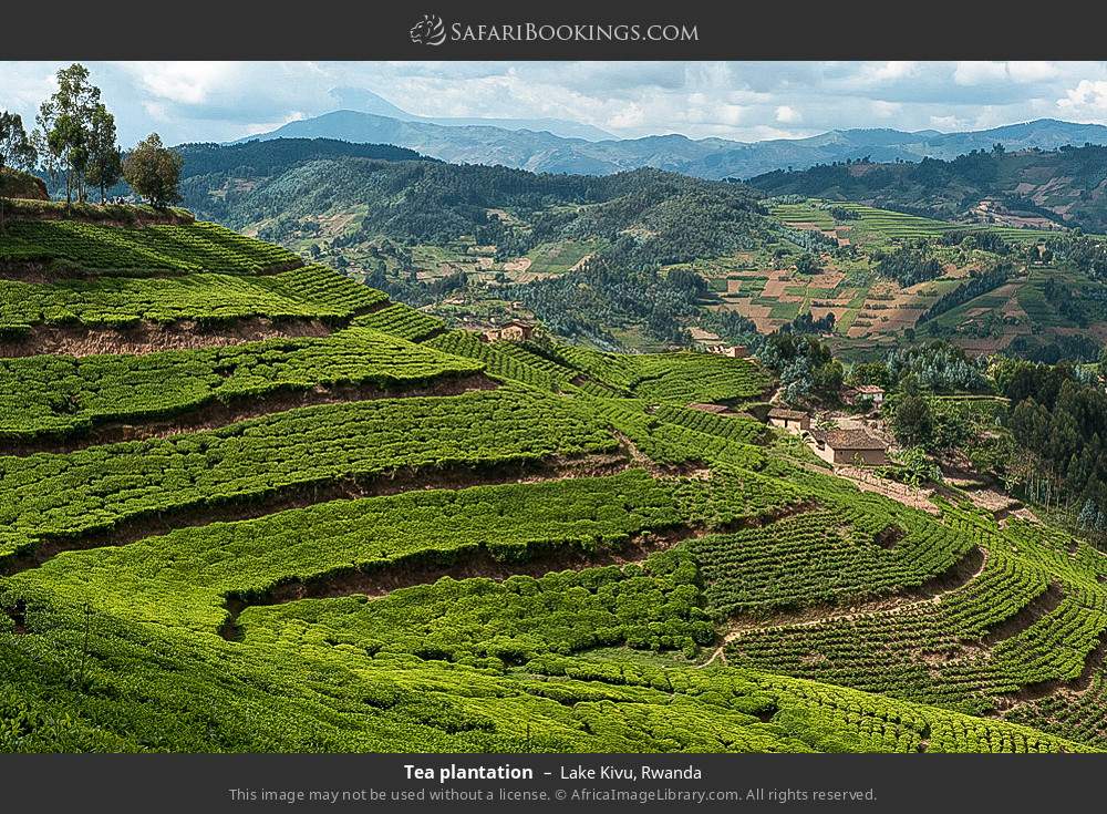 Tea plantation near Lake Kivu in Lake Kivu, Rwanda
