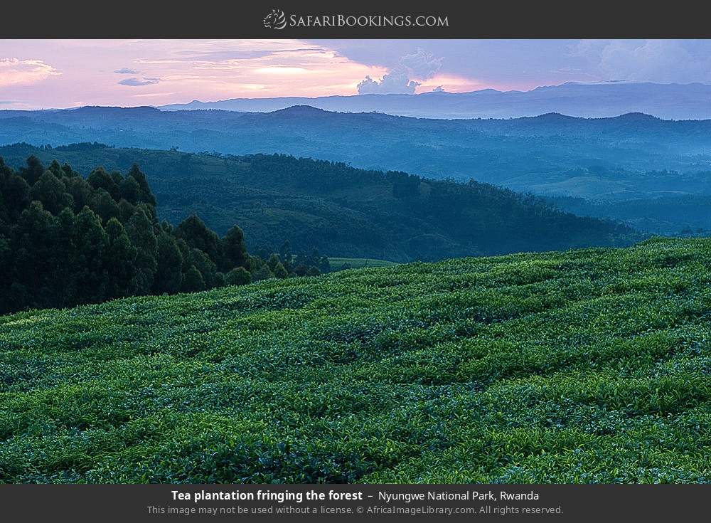 Tea plantation fringing the forest in Nyungwe National Park, Rwanda