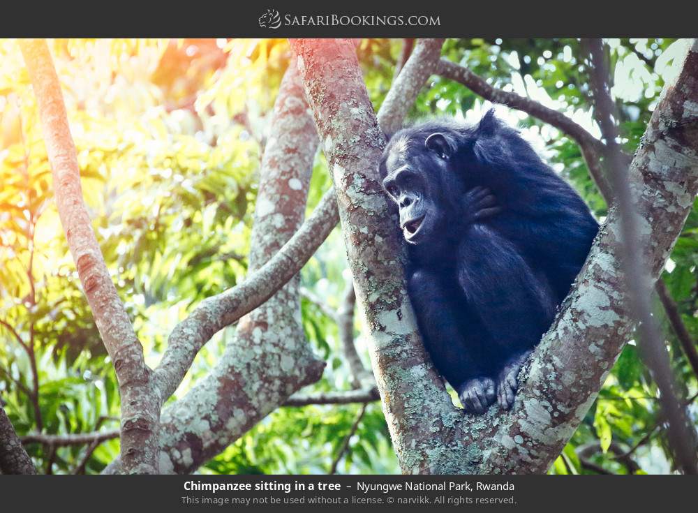 Chimpanzee sitting in a tree in Nyungwe National Park, Rwanda